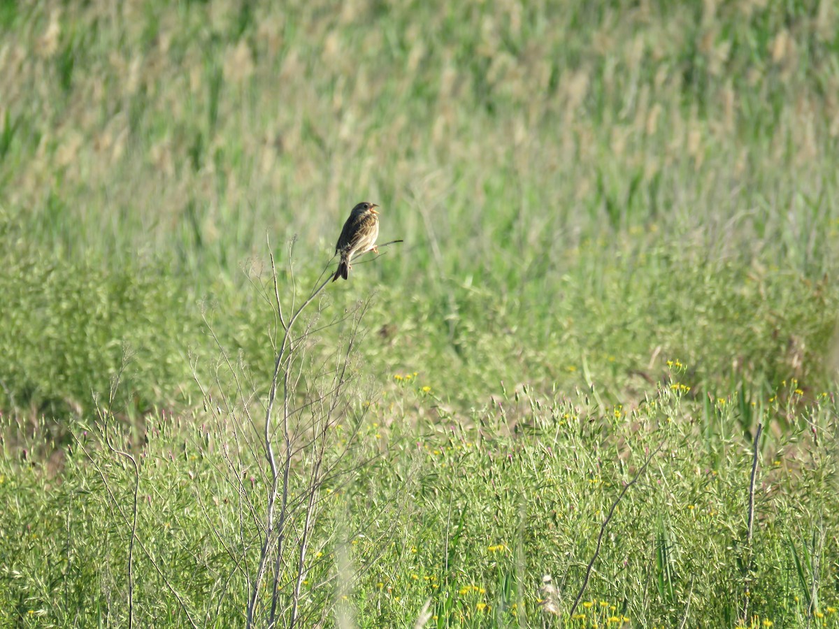 strnad luční - ML636456818