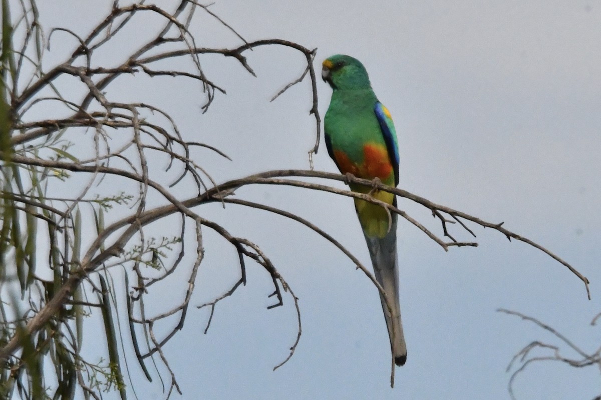 Mulga Parrot - ML636456840