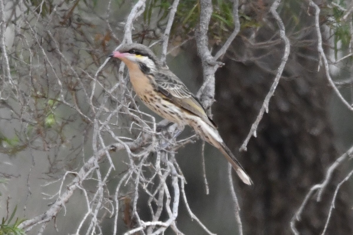 Spiny-cheeked Honeyeater - ML636456845