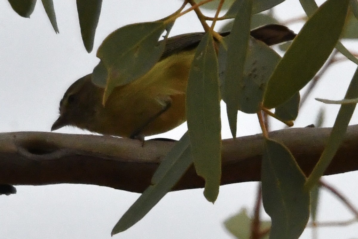 Weebill - ML636456849