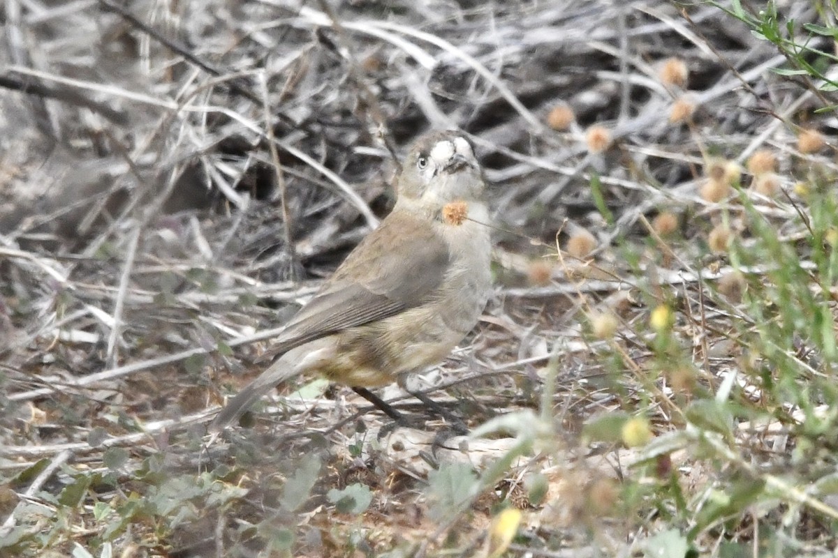 Southern Whiteface - ML636456857