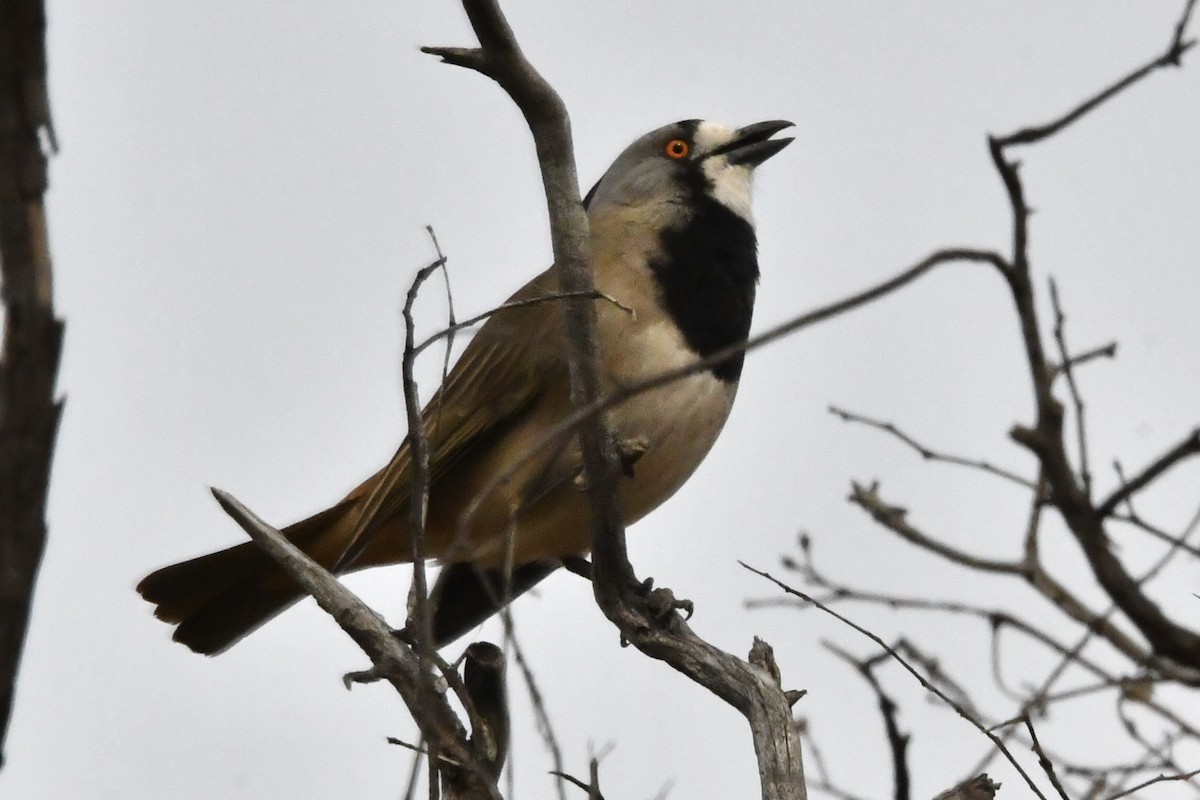 Crested Bellbird - ML636456862