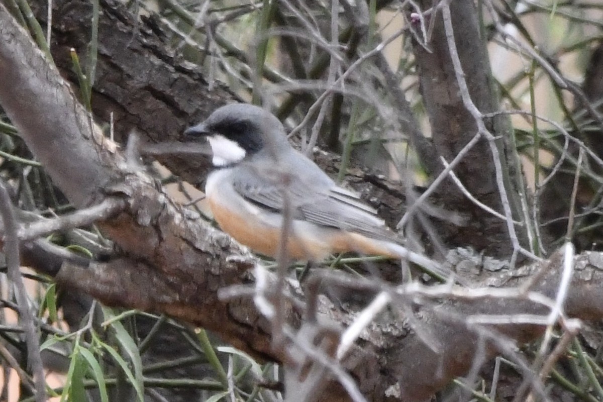 Rufous Whistler - ML636456866