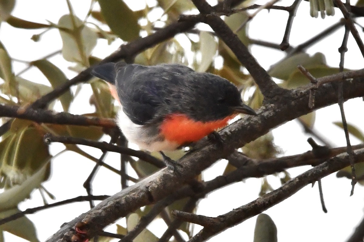 Mistletoebird - ML636456869