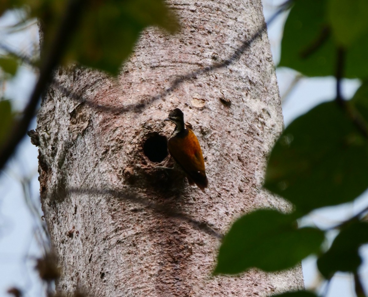 Greater Flameback - ML636456890