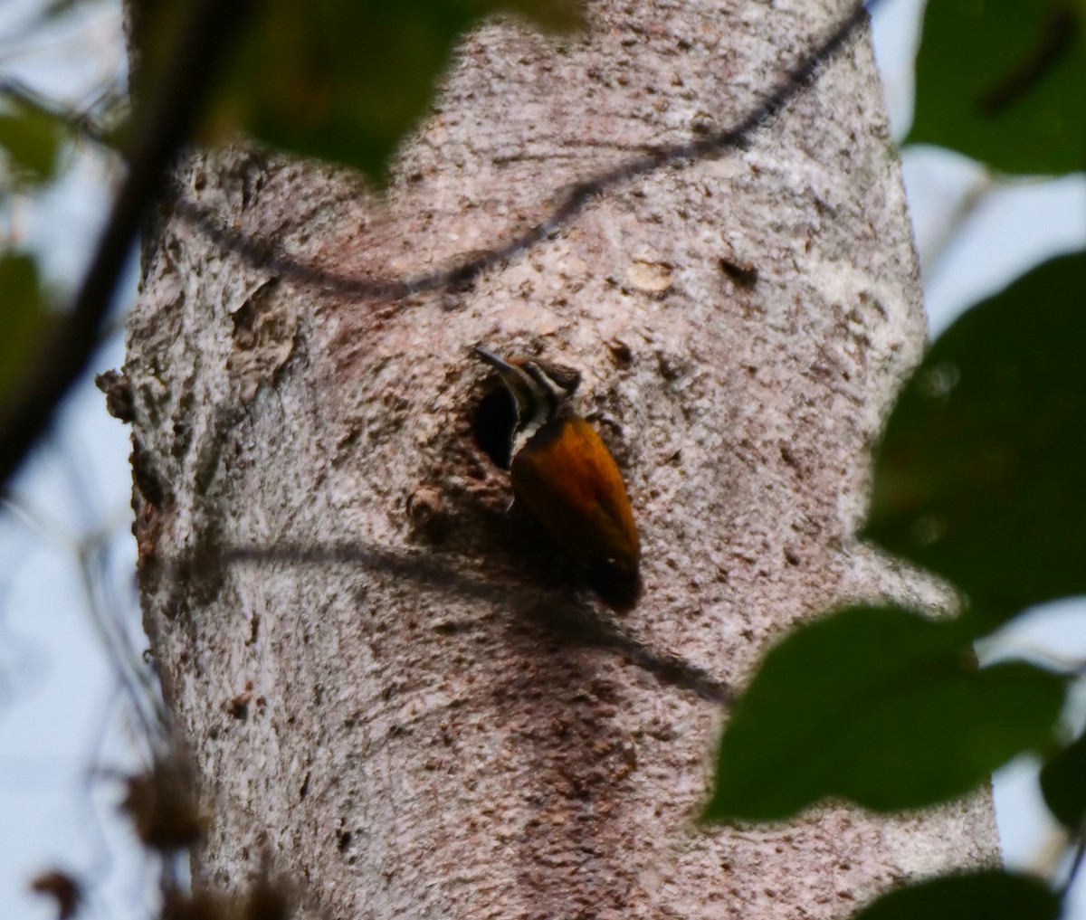 Greater Flameback - ML636456891