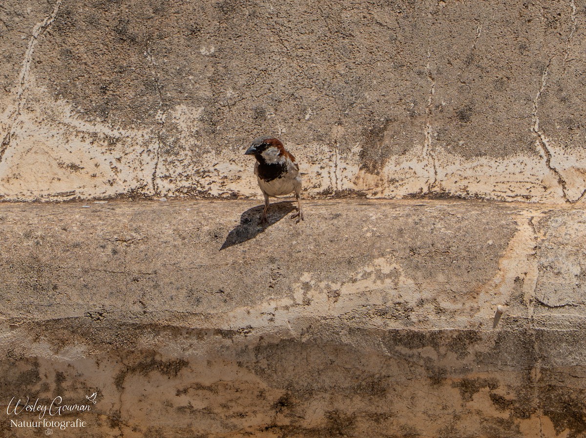 Moineau domestique - ML636456898