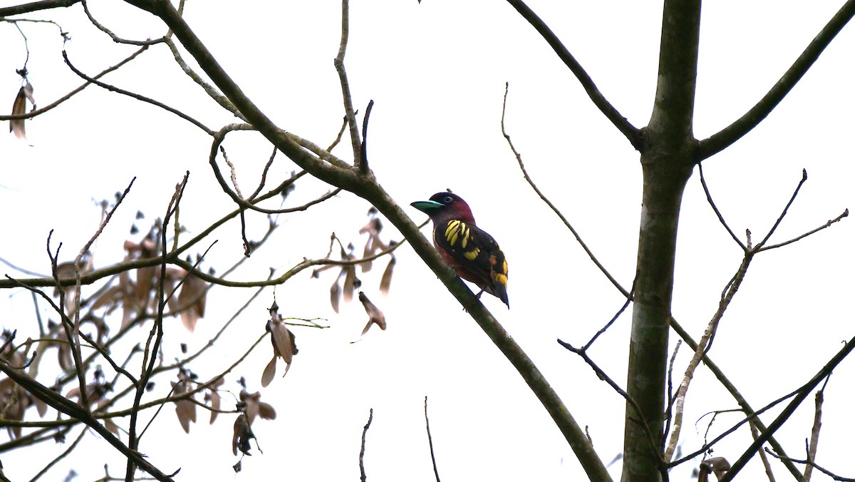 Banded Broadbill - ML636456908