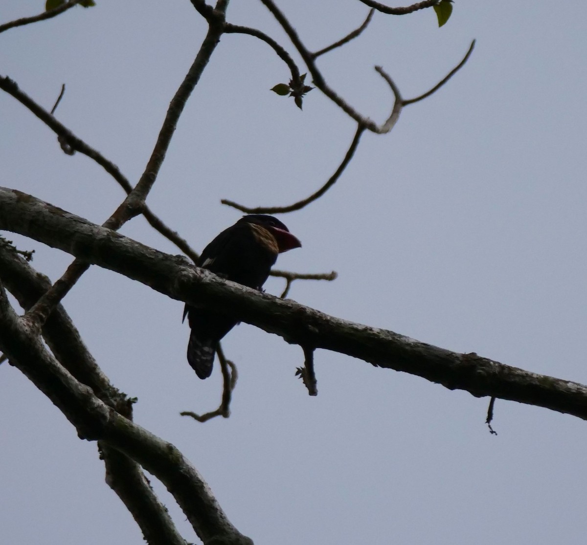 Dusky Broadbill - ML636457021