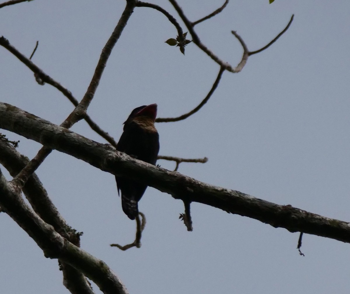 Dusky Broadbill - ML636457022