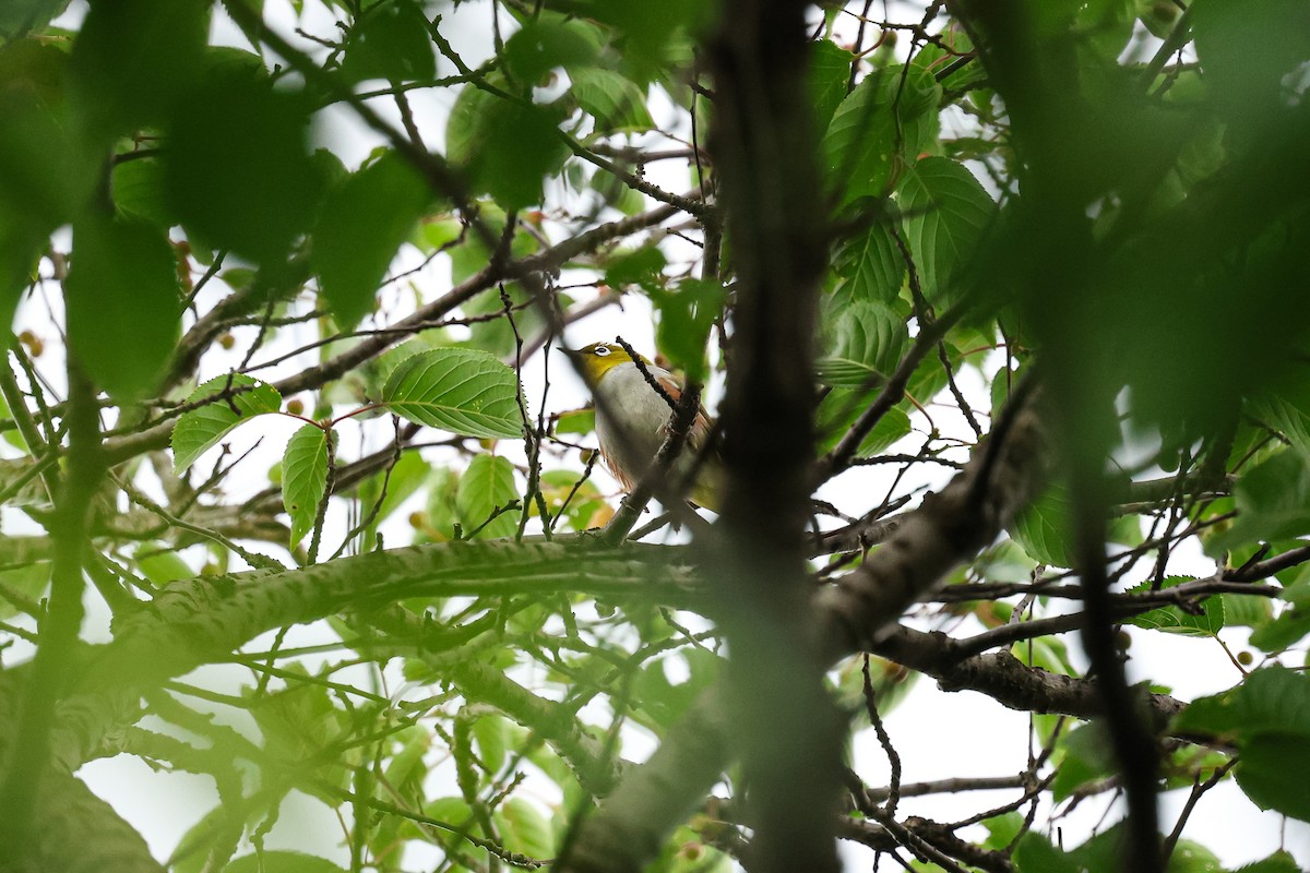 Chestnut-flanked White-eye - ML636457063