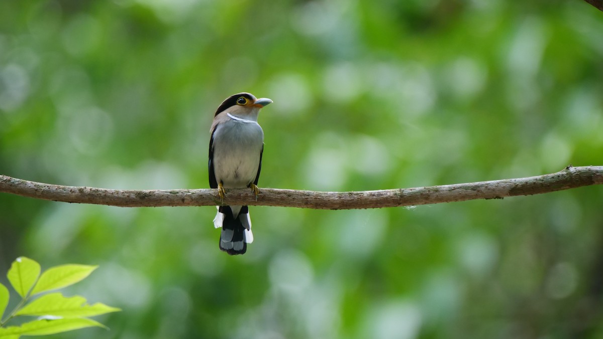 Silver-breasted Broadbill - ML636457079