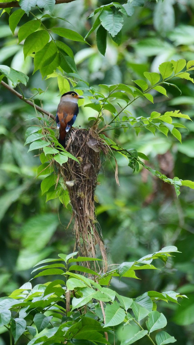 Silver-breasted Broadbill - ML636457080
