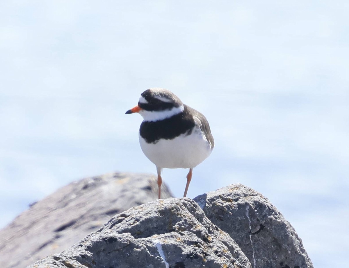 Common Ringed Plover - ML636457083