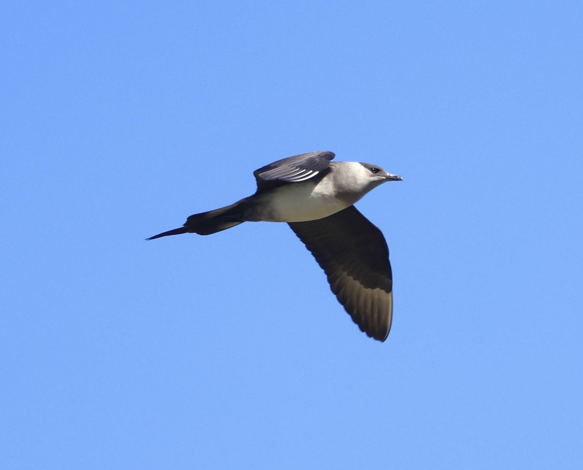 Parasitic Jaeger - ML636457094