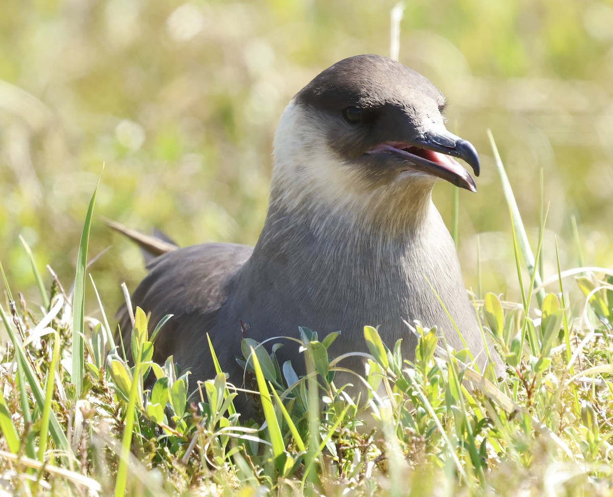 Parasitic Jaeger - ML636457096