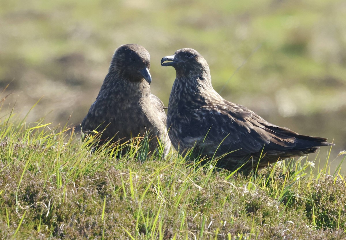 Great Skua - ML636457099