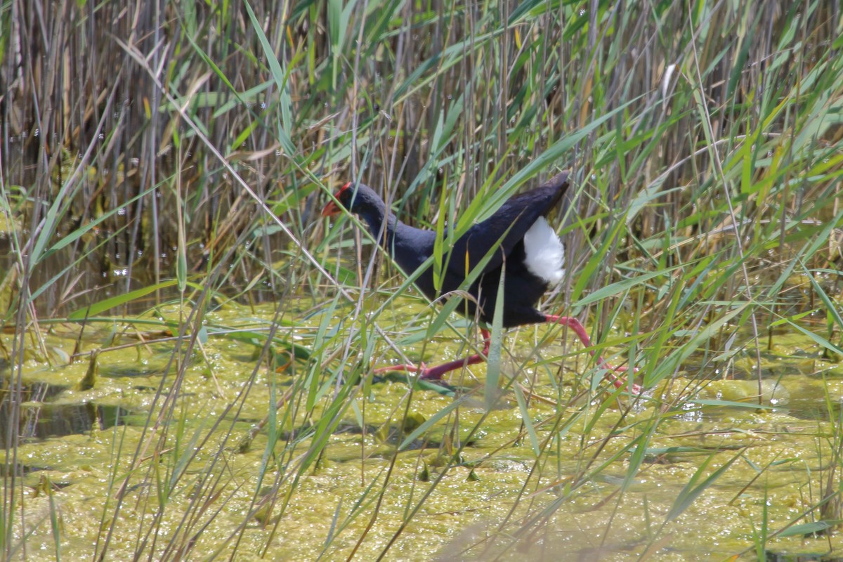 Purpurhuhn - ML636457100