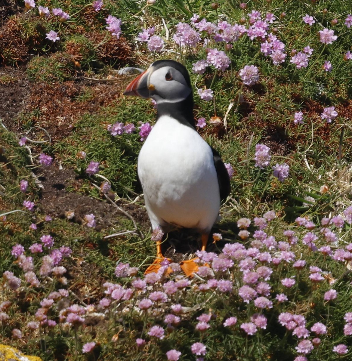 Atlantic Puffin - ML636457104