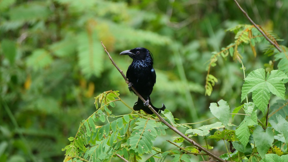 Hair-crested Drongo - ML636457105