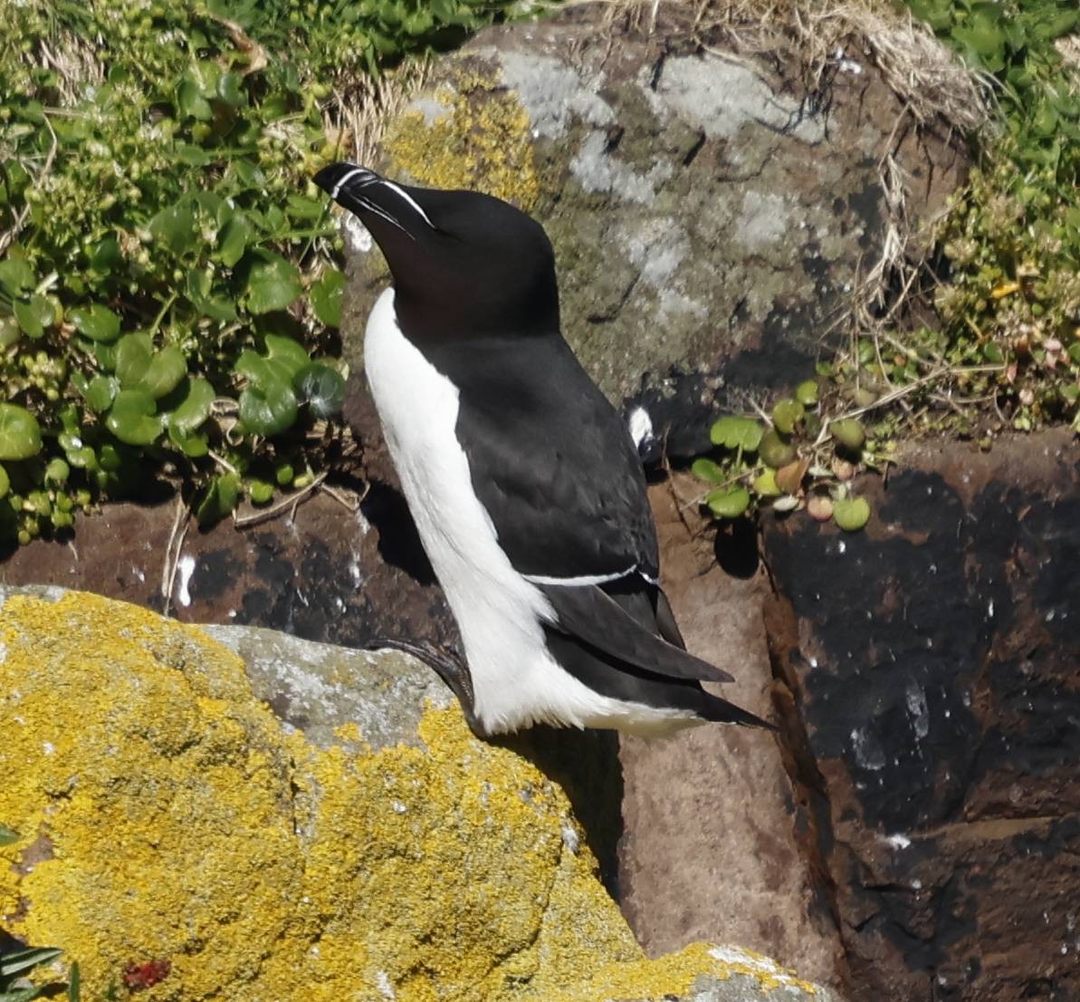 Razorbill - ML636457106