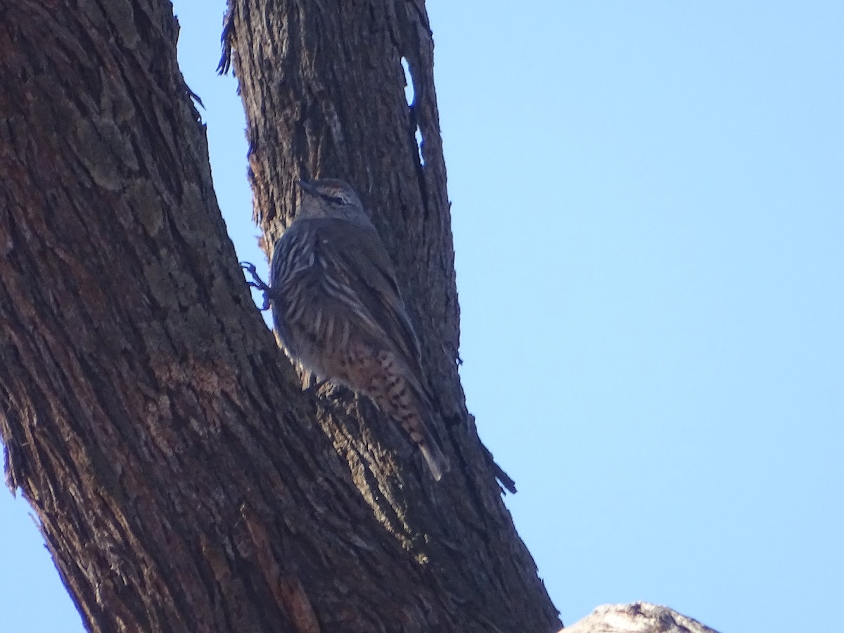 White-browed Treecreeper - ML636457107