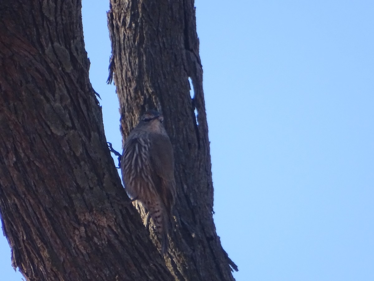 White-browed Treecreeper - ML636457108