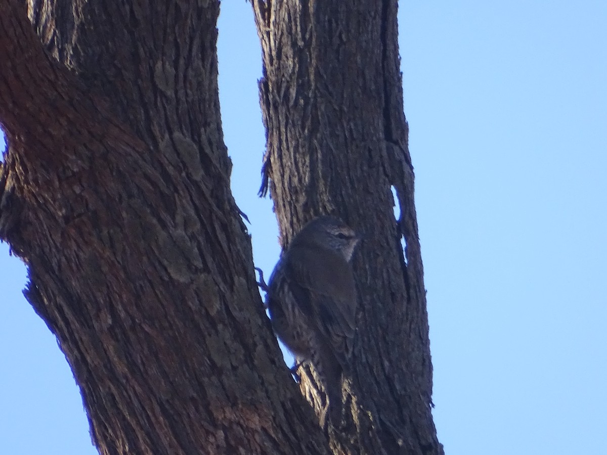 White-browed Treecreeper - ML636457109