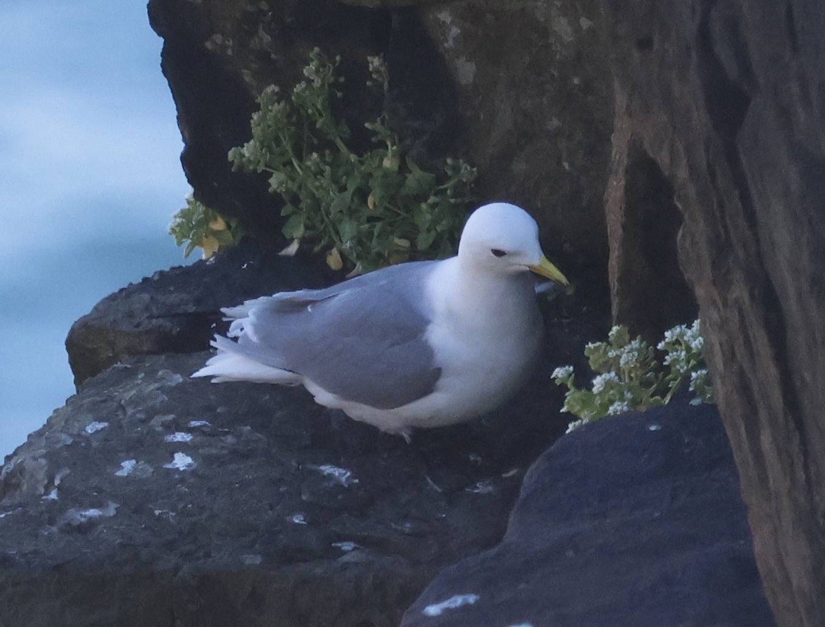 Black-legged Kittiwake - ML636457110