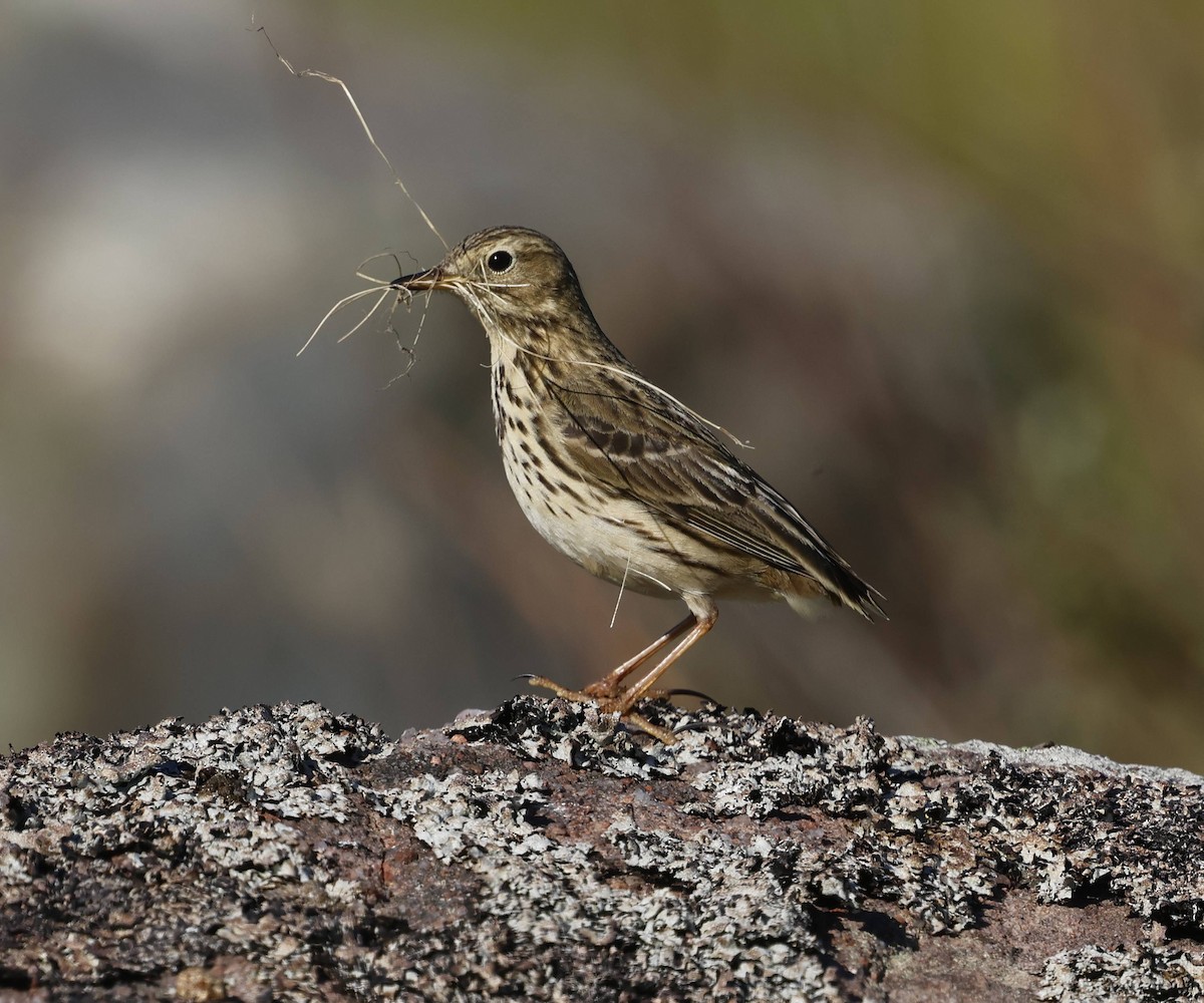 Meadow Pipit - ML636457139