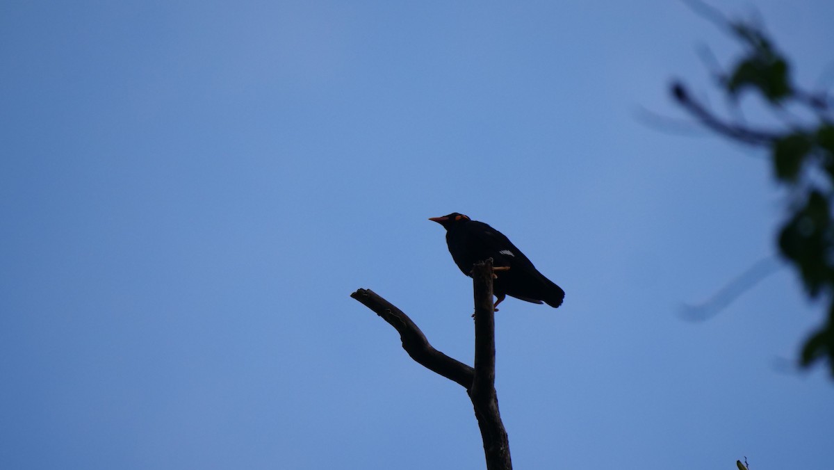 Common Hill Myna - ML636457156