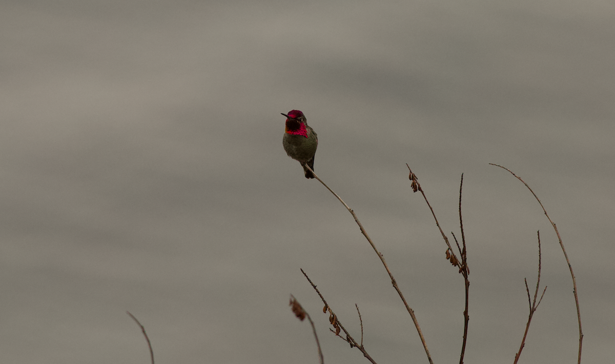 Anna's Hummingbird - ML636457158
