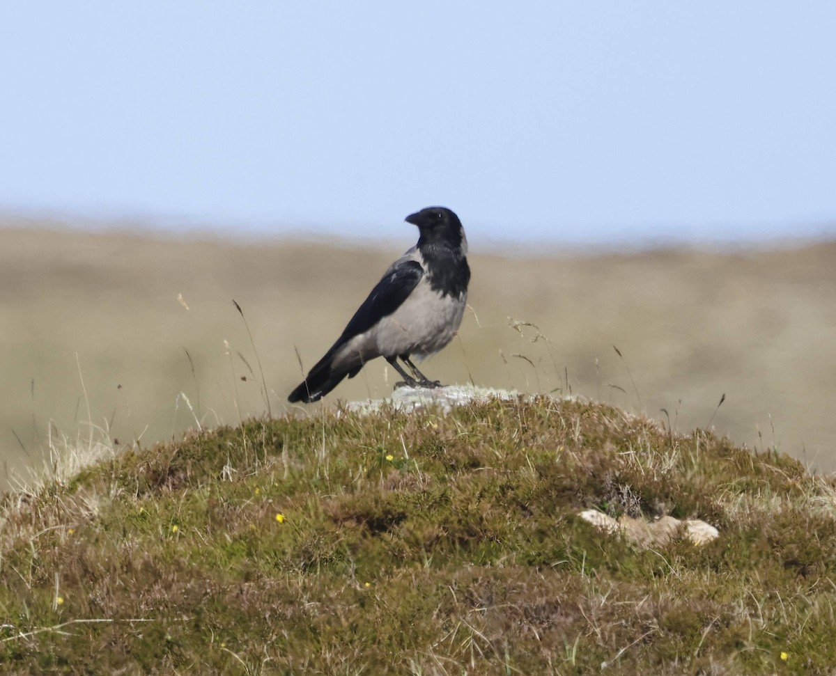 Hooded Crow - ML636457185