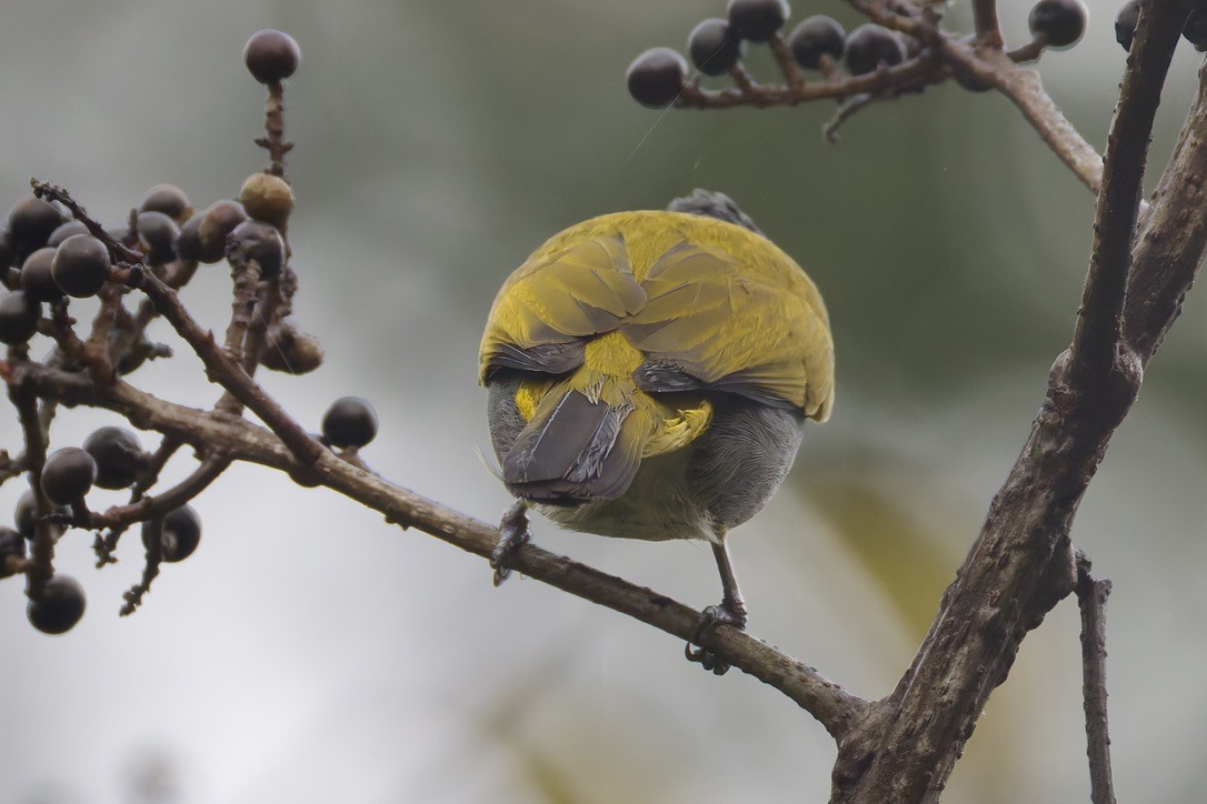 Gray-bellied Bulbul - ML636457201