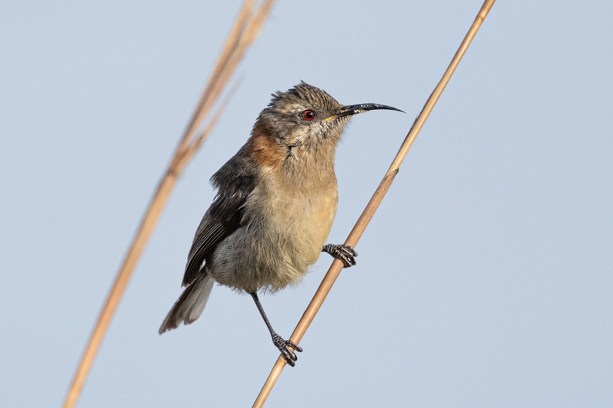 Western Spinebill - ML636457237