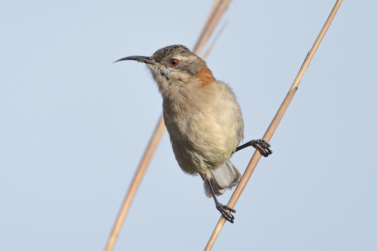 Western Spinebill - ML636457239