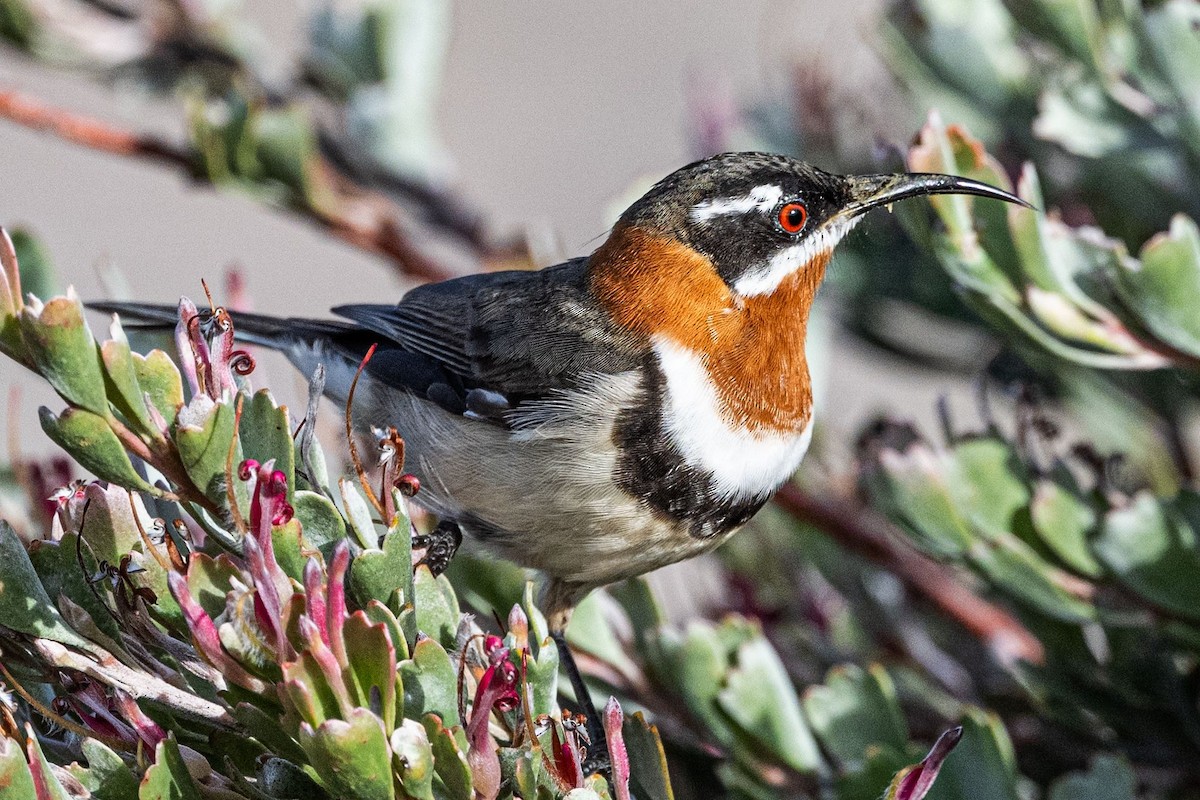 Western Spinebill - ML636457240