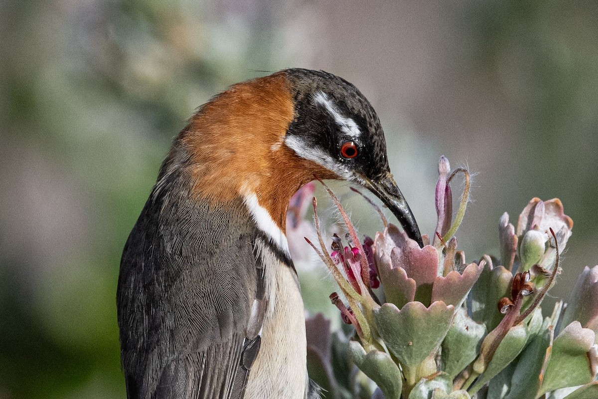 Western Spinebill - ML636457241