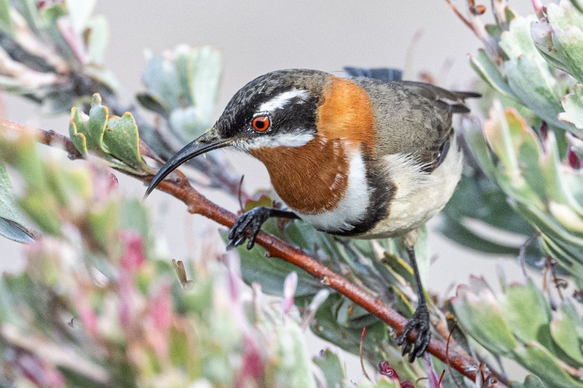 Western Spinebill - ML636457242