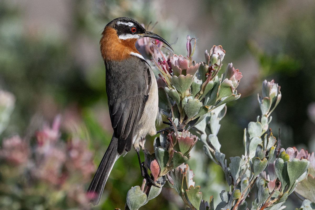 Western Spinebill - ML636457243