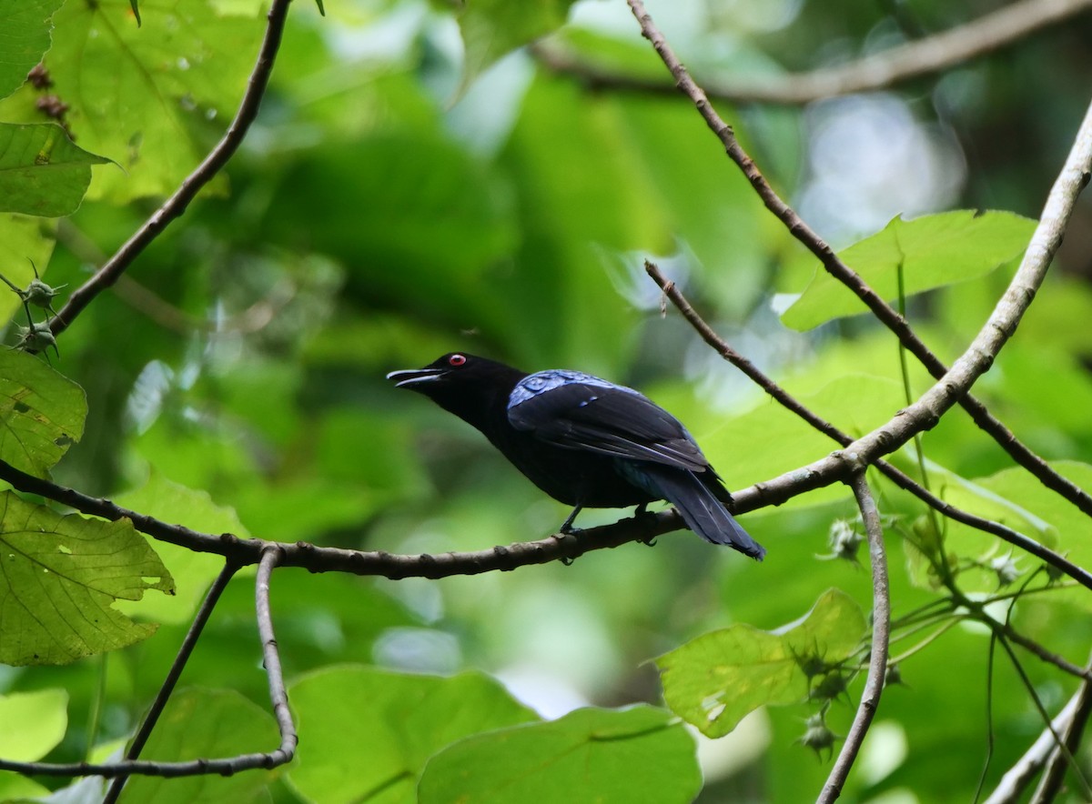 Asian Fairy-bluebird - ML636457244