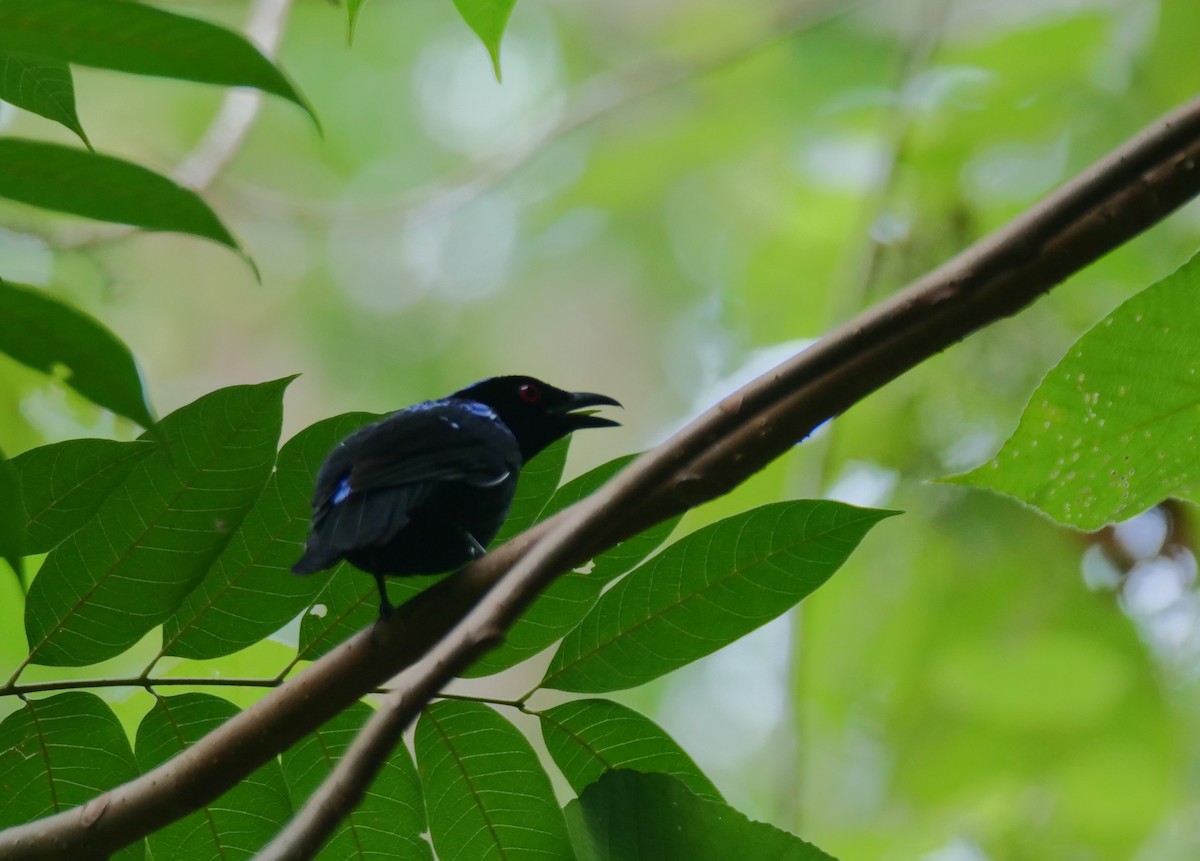 Asian Fairy-bluebird - ML636457245