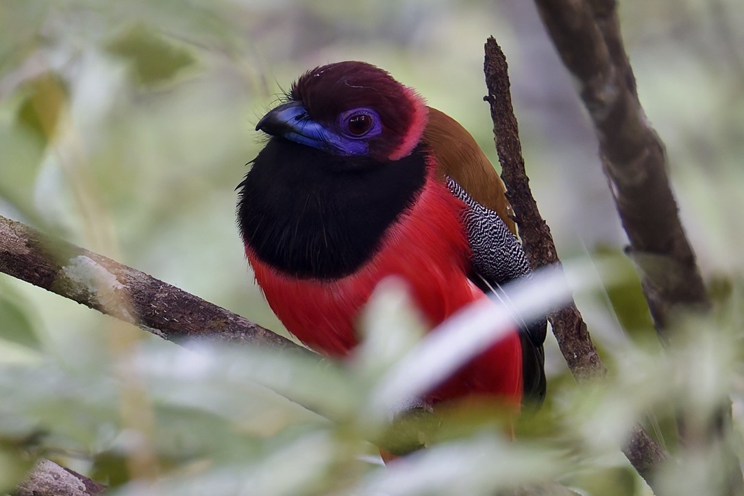 Diard's Trogon - ML636457256