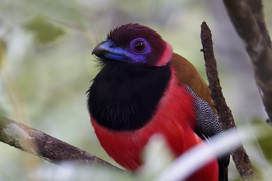 Diard's Trogon - ML636457258