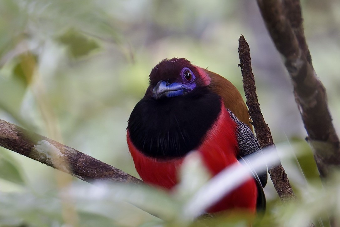 Diard's Trogon - ML636457259