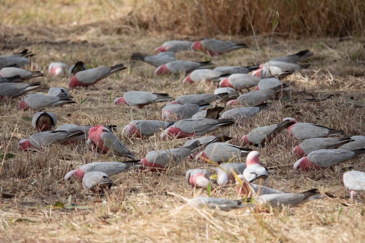 Galah - ML636457281