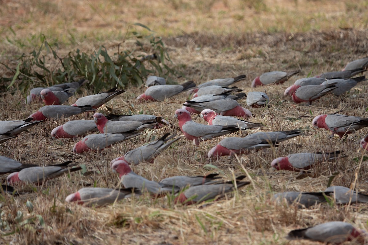 Galah - ML636457282