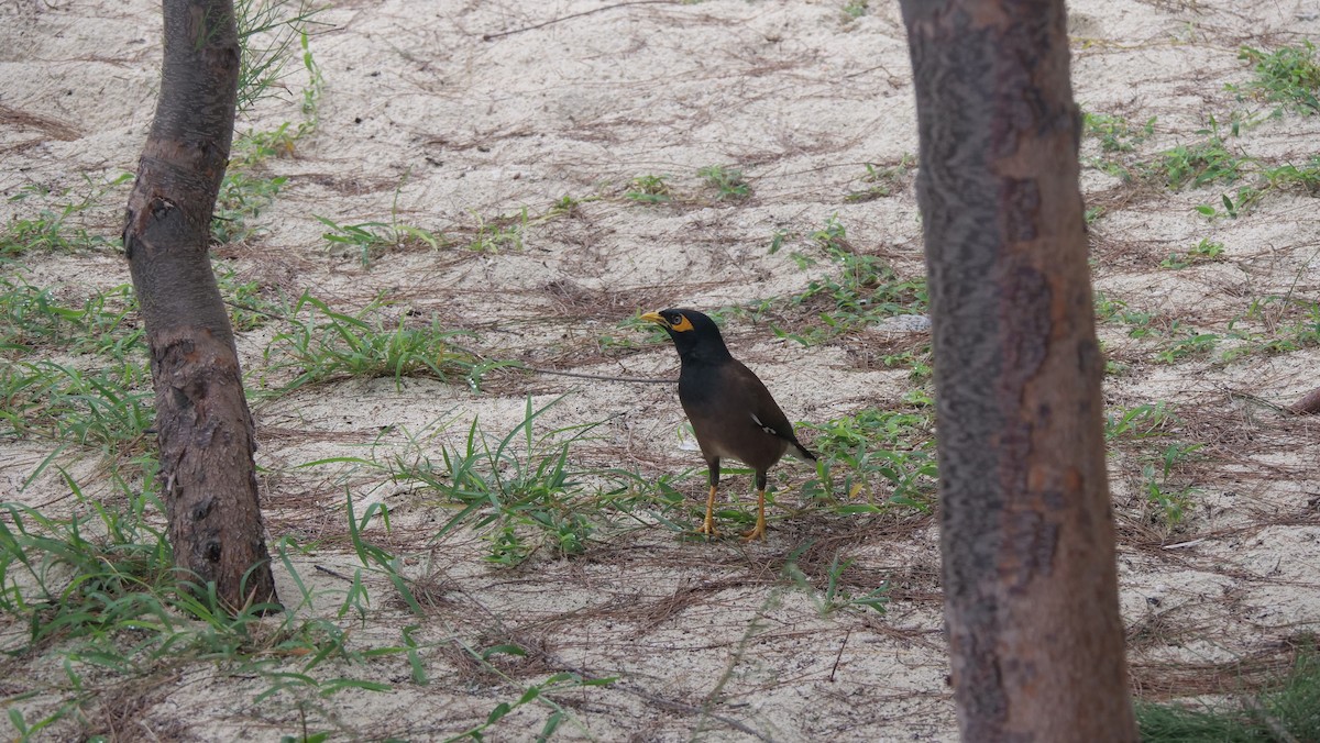 Common Myna - ML636457314
