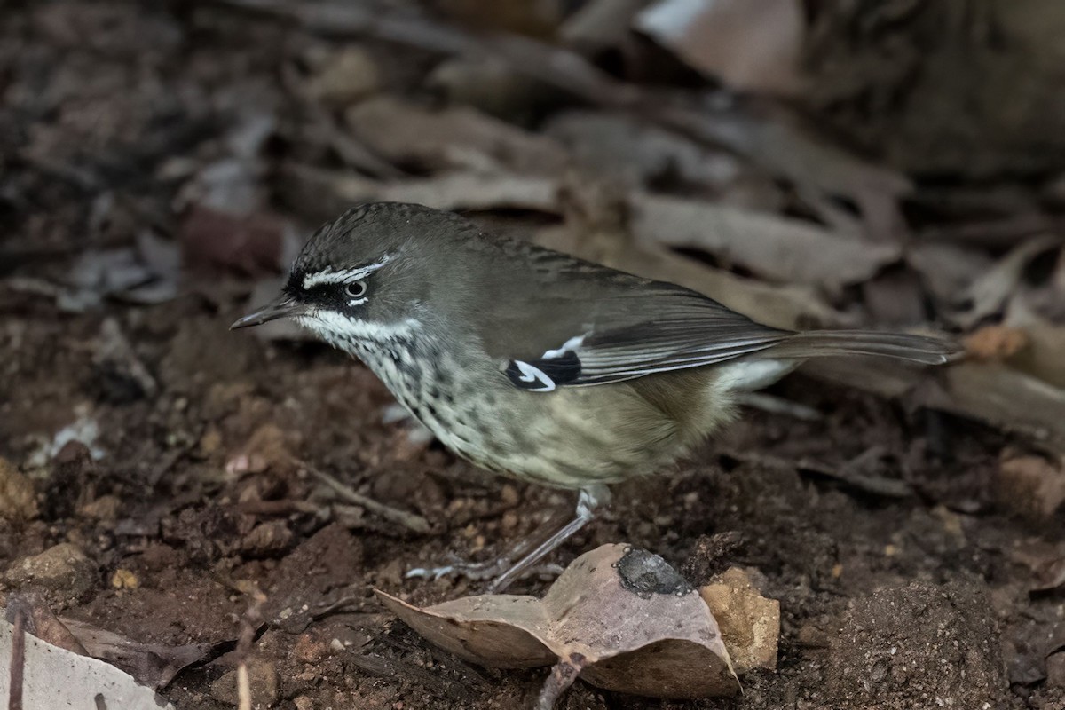 Spotted Scrubwren - ML636457360