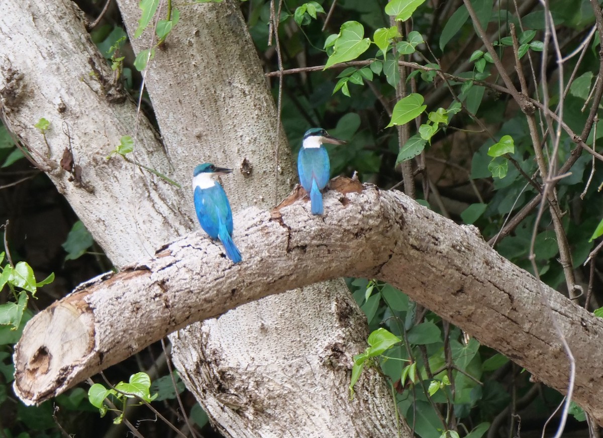 Collared Kingfisher - ML636457366